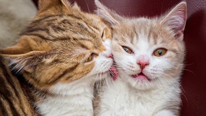 Кошачья любовь