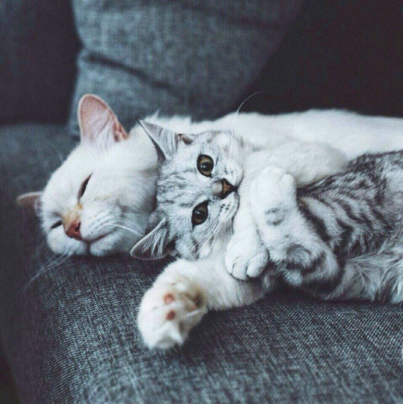 Коты в обнимку
