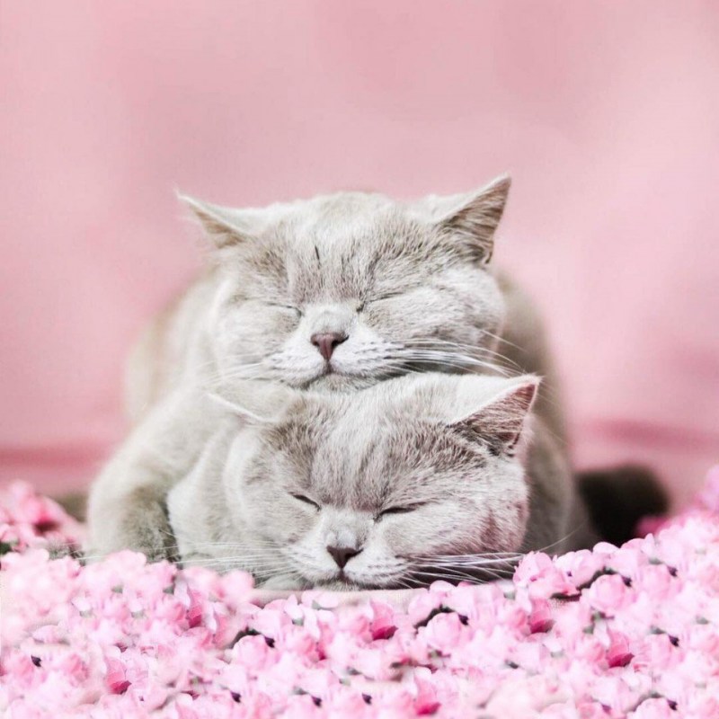 Кошки любовь