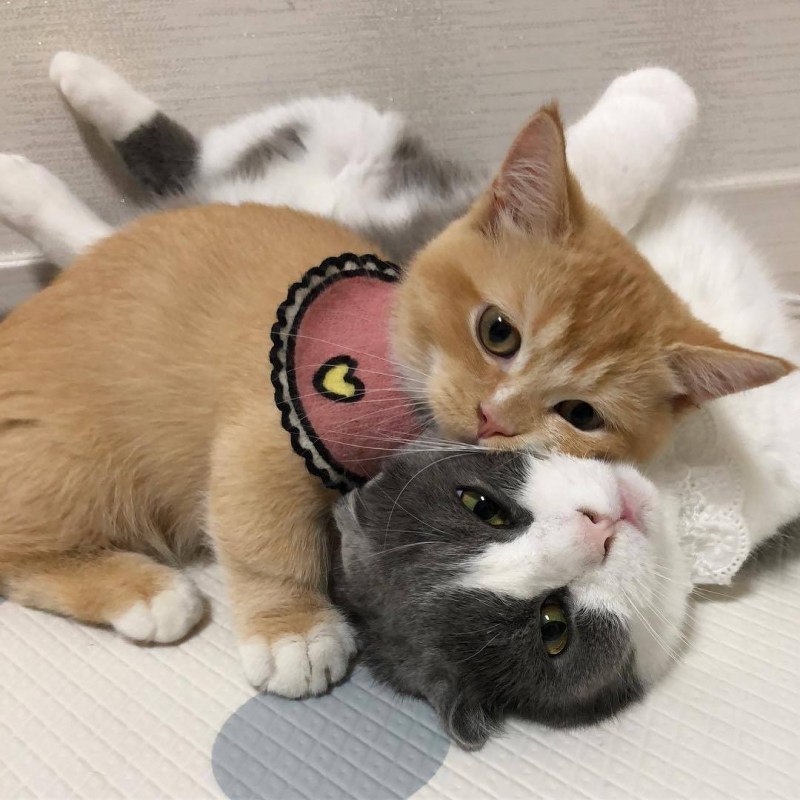 Котики большая любовь