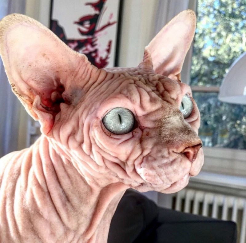 Самый страшный кот
