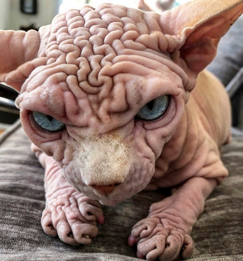 Самый страшный кот