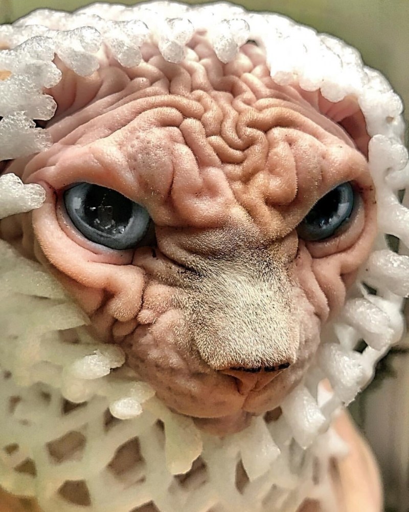 Самый страшный кот