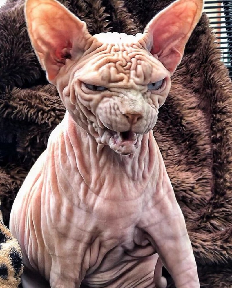 Кошка морщинистая сфинкс кошка