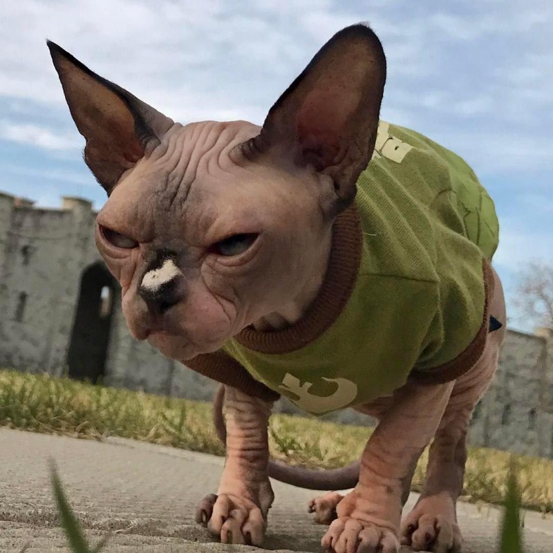 Страшный кот