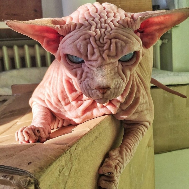 Инопланетный кот