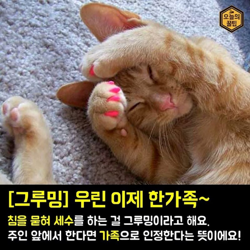 Кошачий маникюр