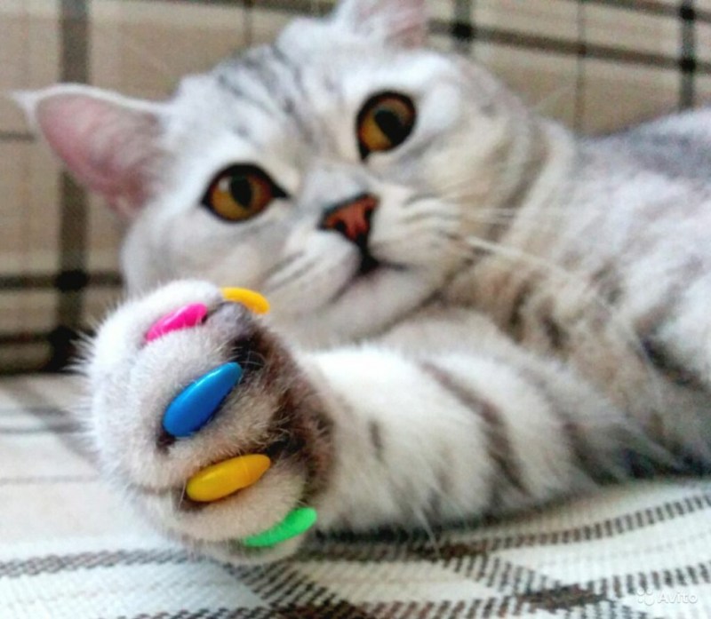 Коту на когти антицарапки