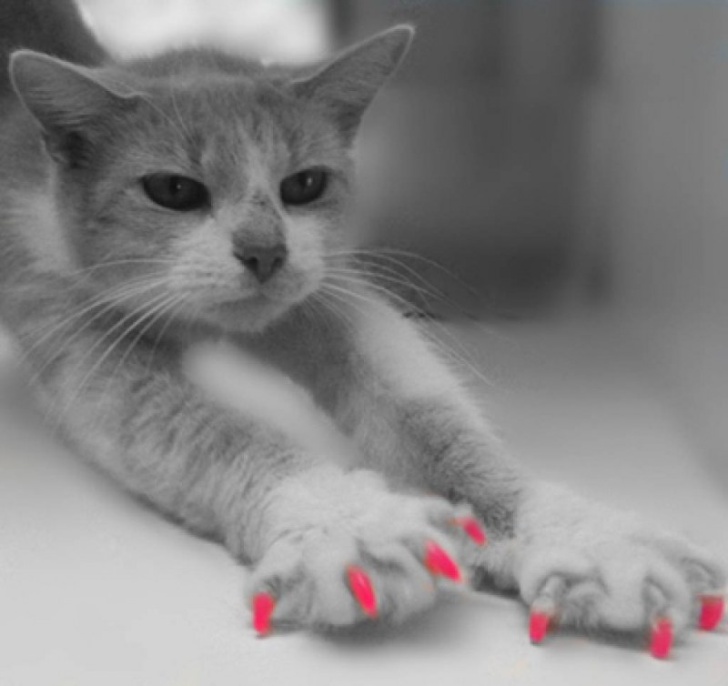Кошачий маникюр