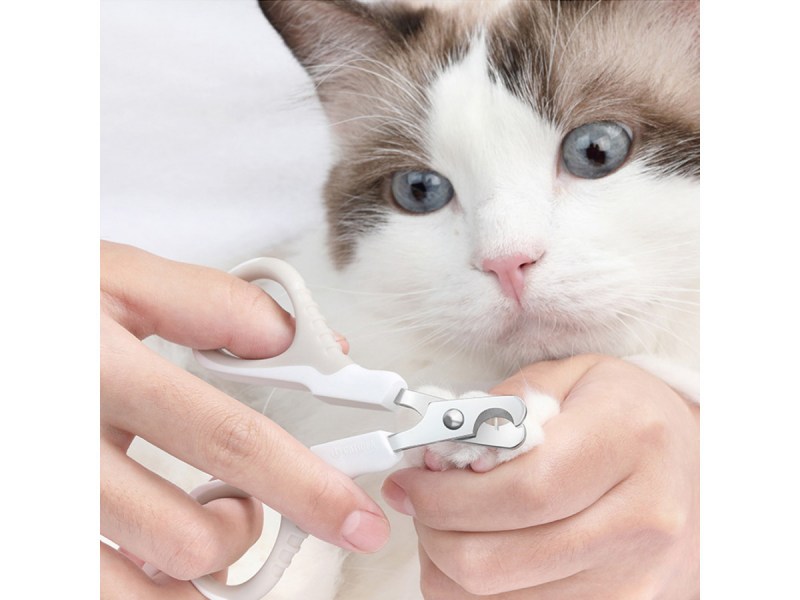 Кошка с накрашенными ногтями
