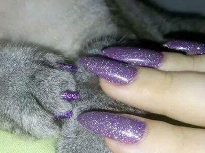 Маникюр с лаком кошка