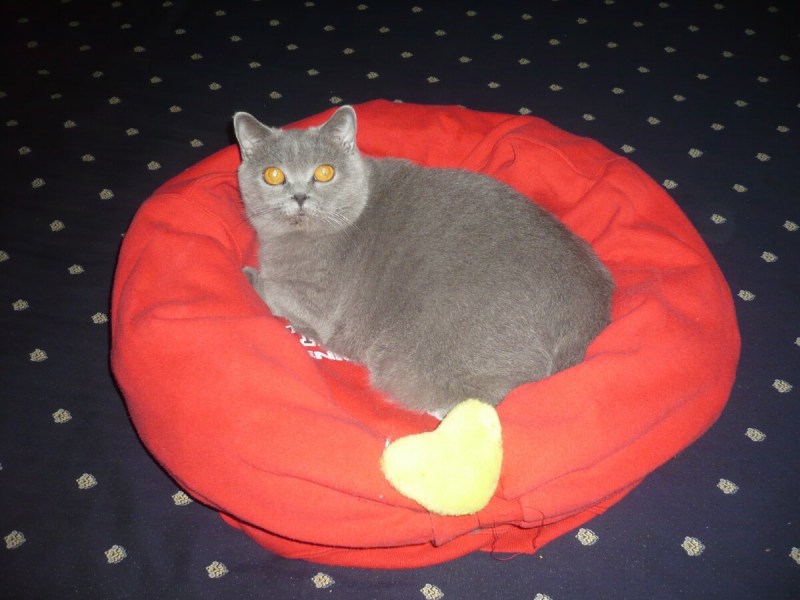 Котодом для кошек