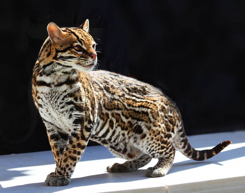Азиатская леопардовая кошка