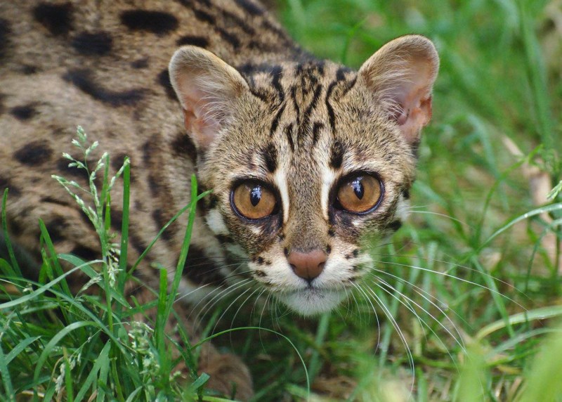 Бенгальская кошка