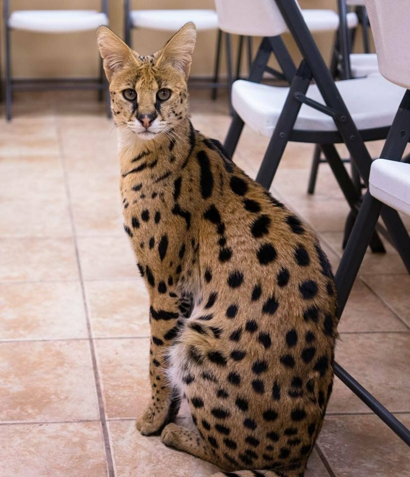 Енгаль Бенгальская кошка