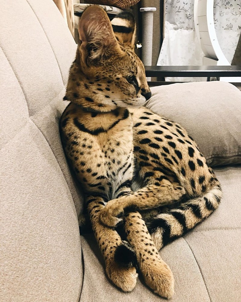 Кошки бенгальской породы
