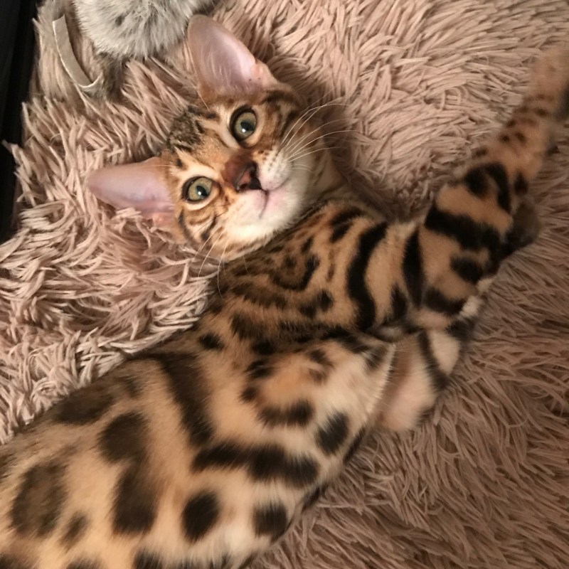 Бенгальская кошка