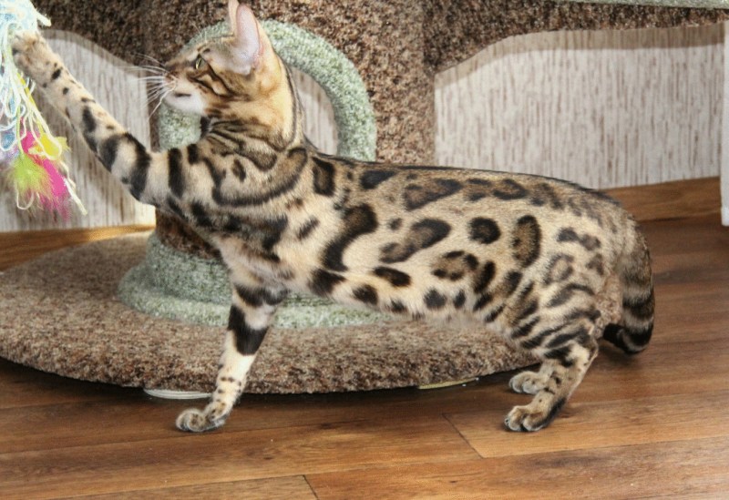 Бенгальский кот котенок
