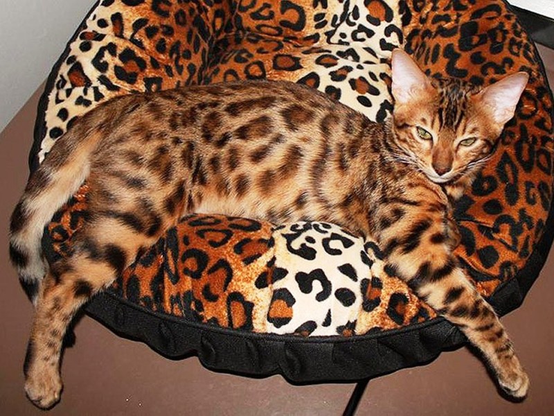 Бенгальская кошка котенок