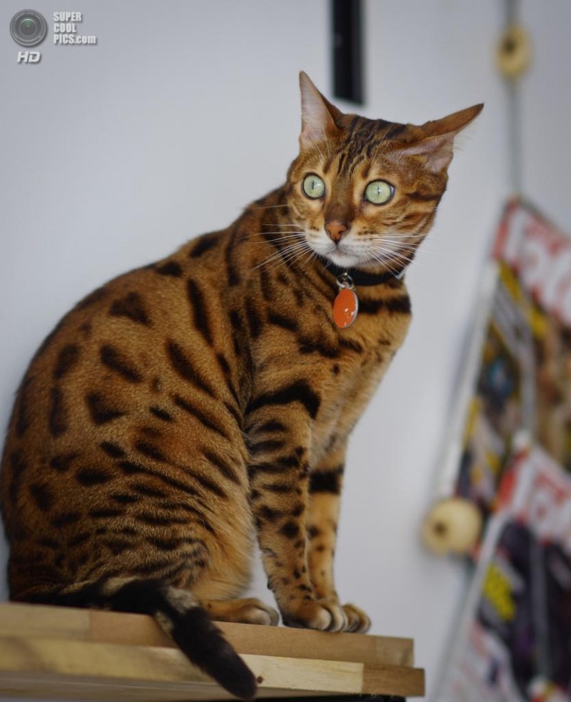 Кошка породы бенгал