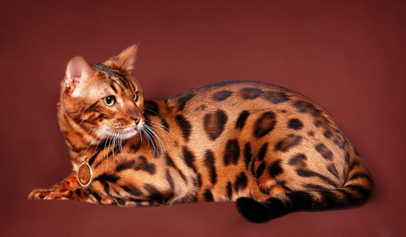 Бенгальский кот
