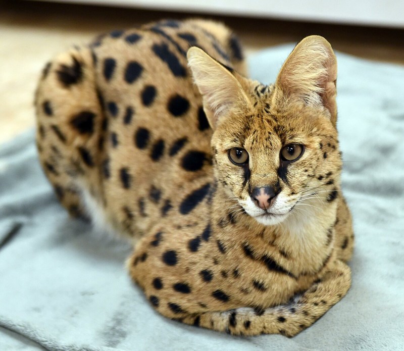 Бенгальская кошка котенок