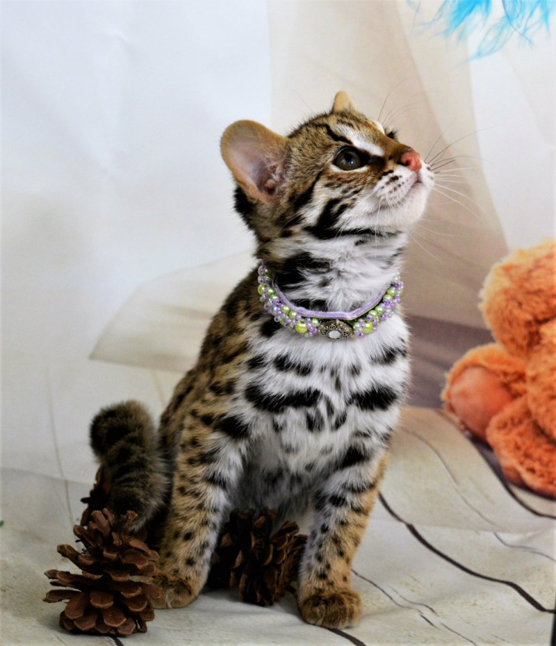 Бенгальская кошка