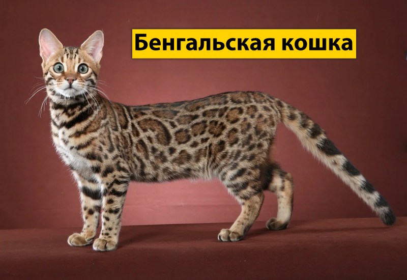 Бенгальская кошка