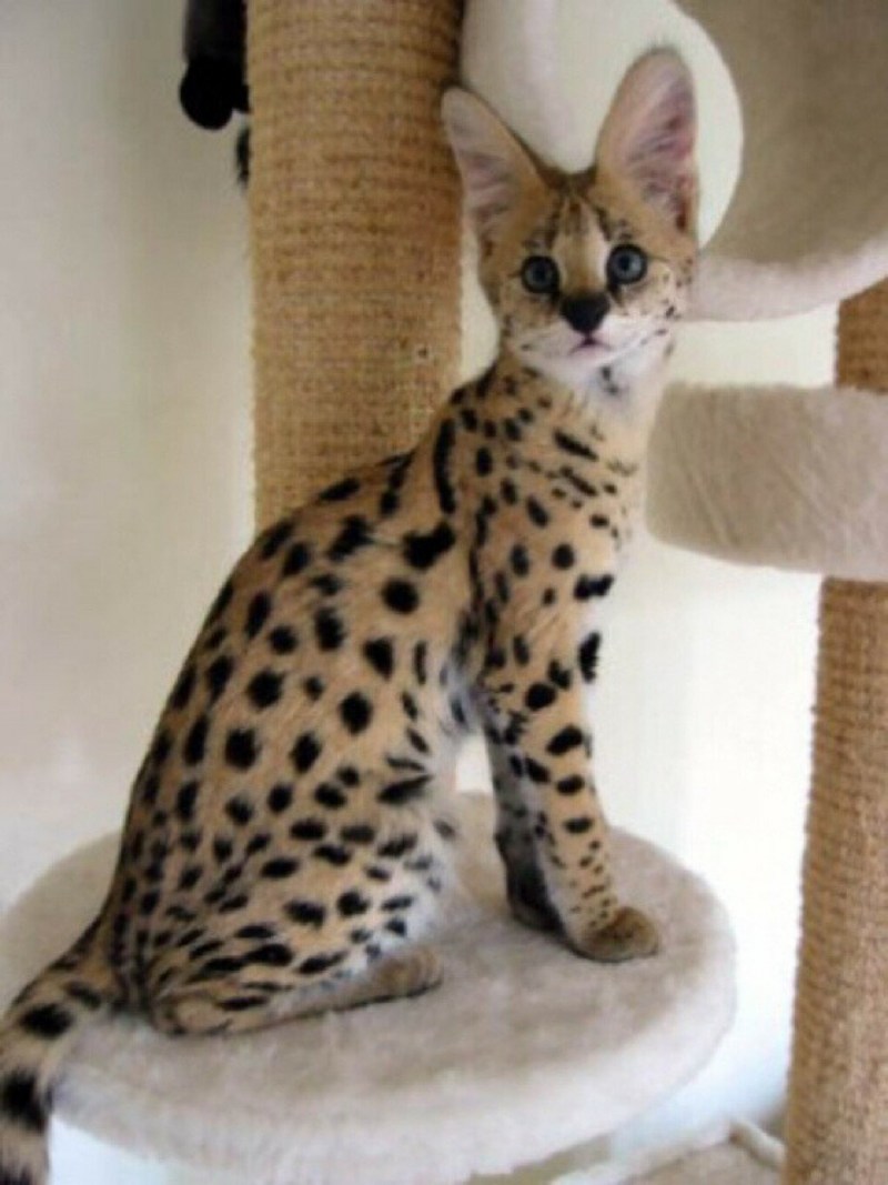 Бенгальская кошка