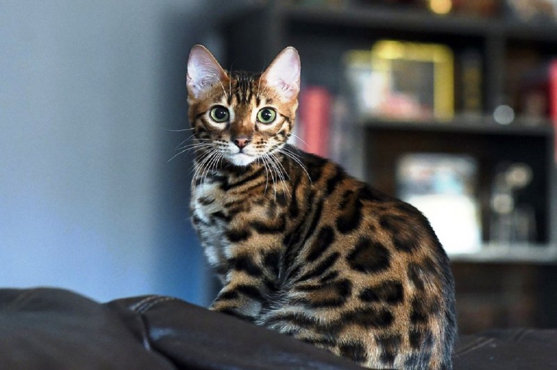 Азиатский бенгальский кот