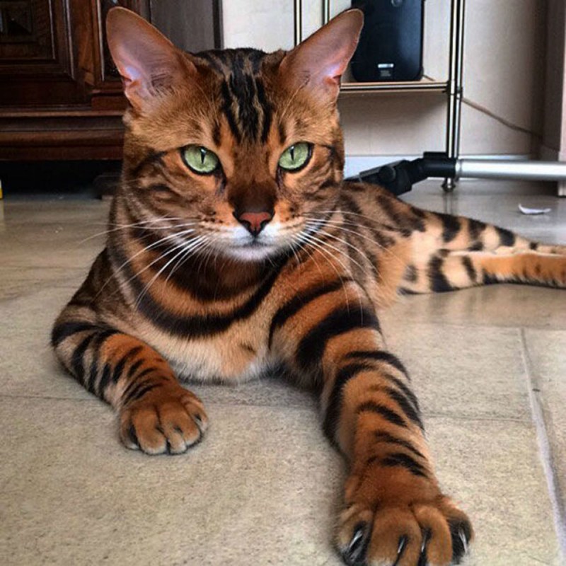Бенгальская кошка Дискавери