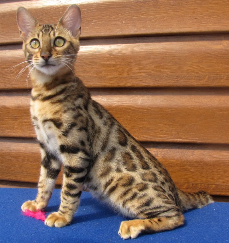 Леопардовый кот (Prionailurus bengalensis)
