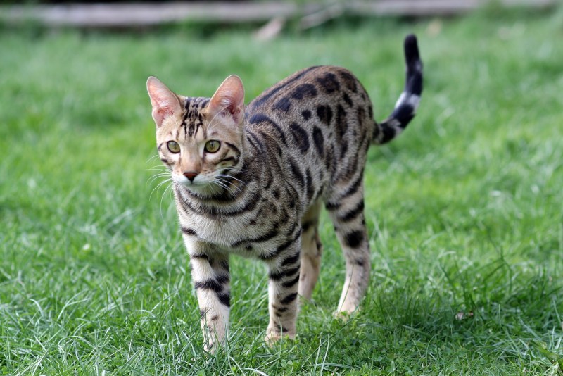 Бенгальская кошка