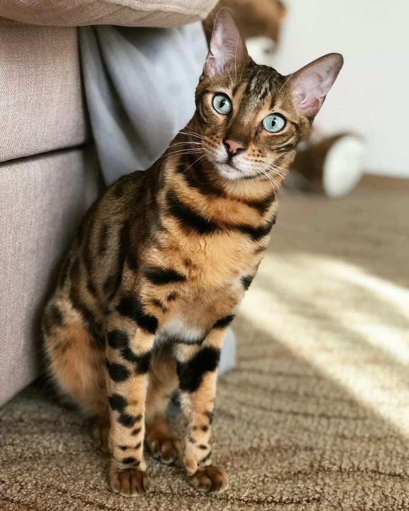 Бенгальская кошка