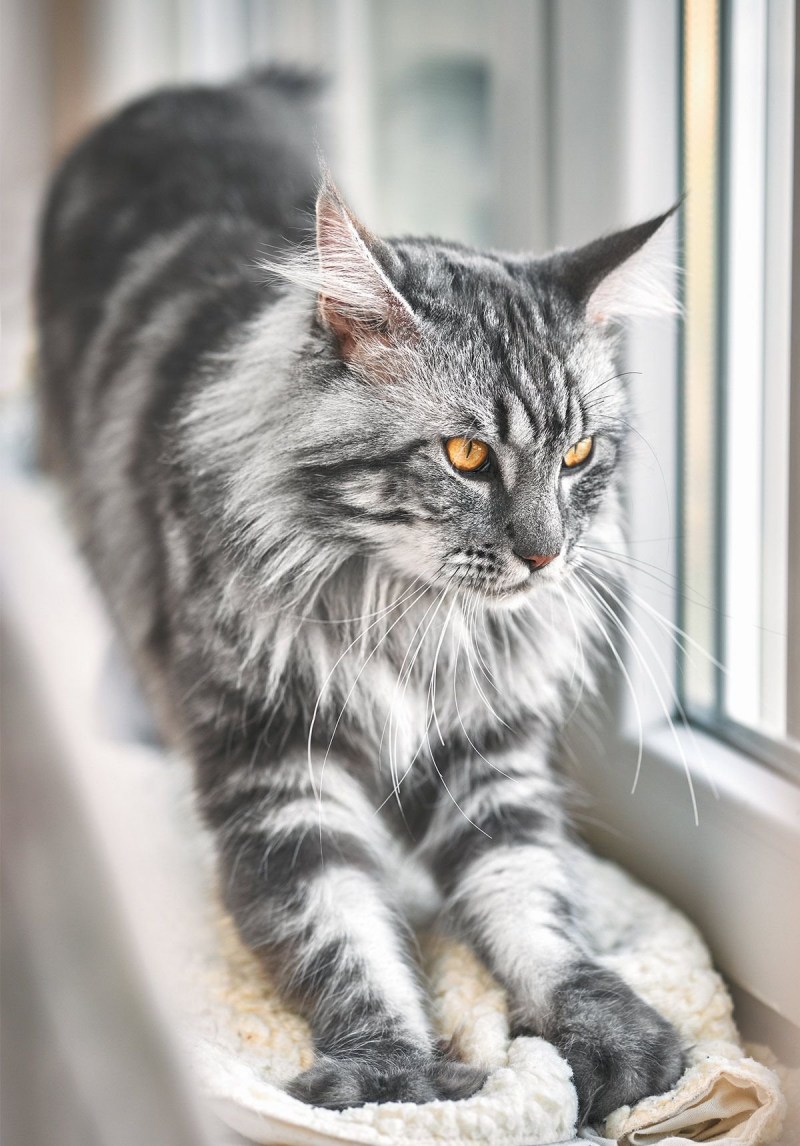 Мейнкун кот
