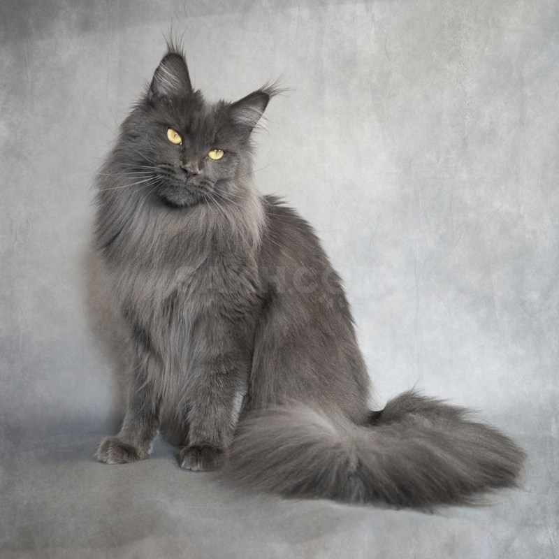 Мейн кун серый котенок