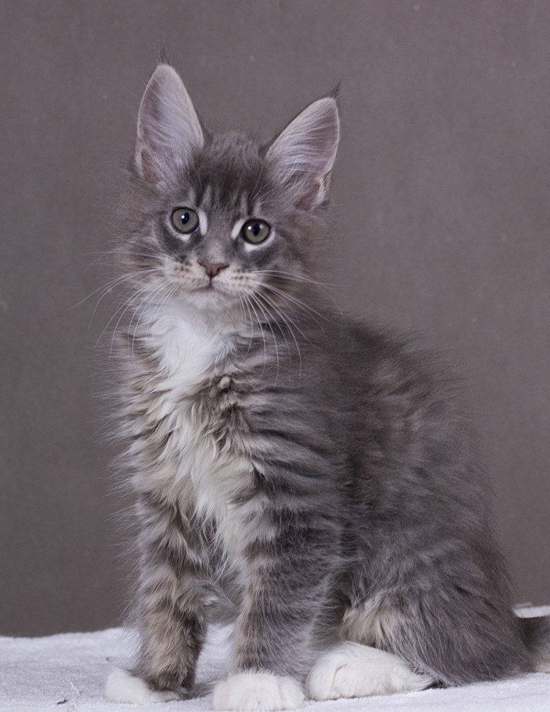 Кошка Мейн кун дымчатая