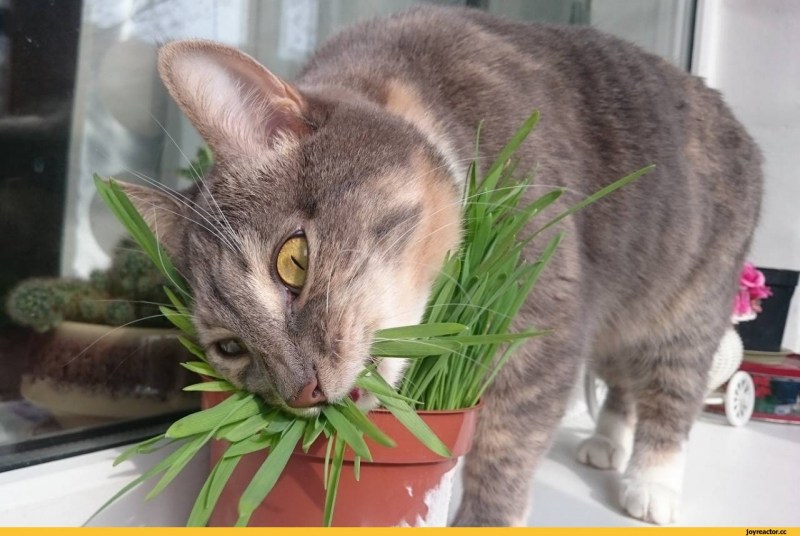 Кошка ест цветы