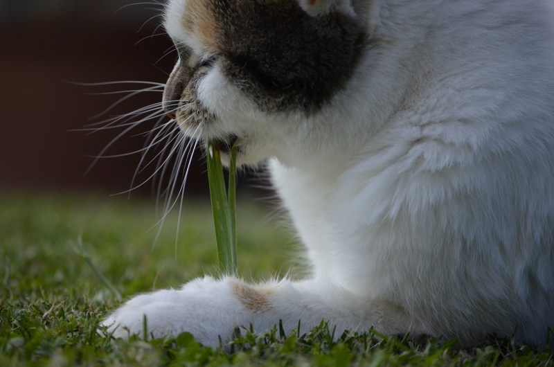 Cat eat grass