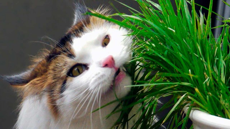 Растения для котов