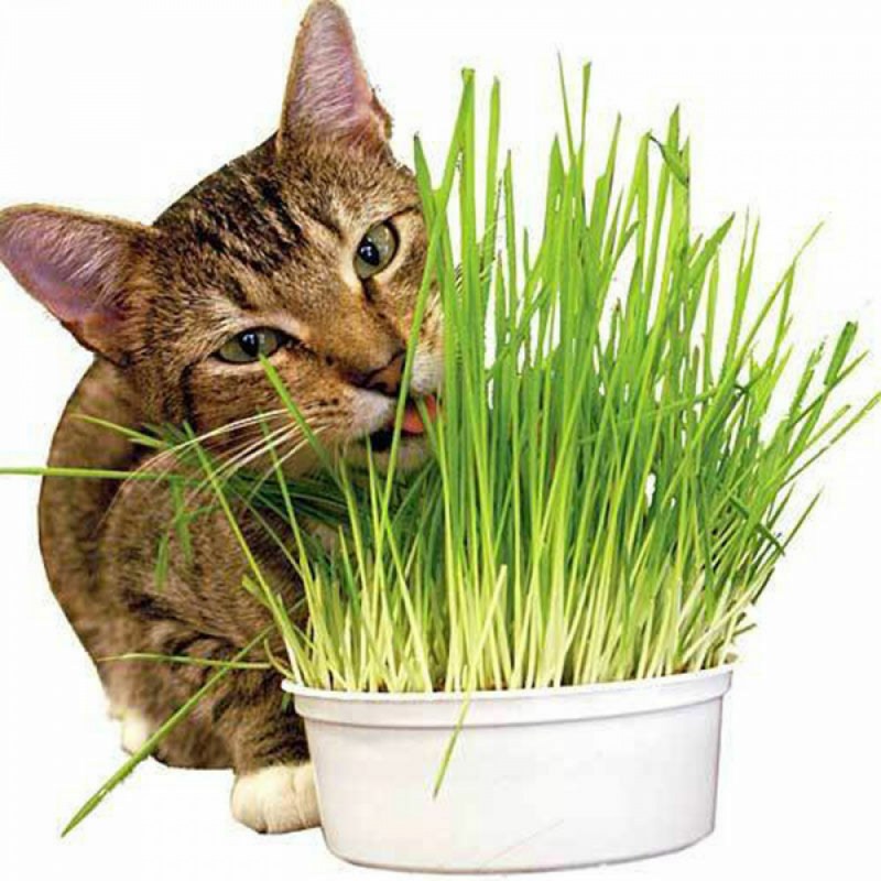 Cat eat Cat Mint