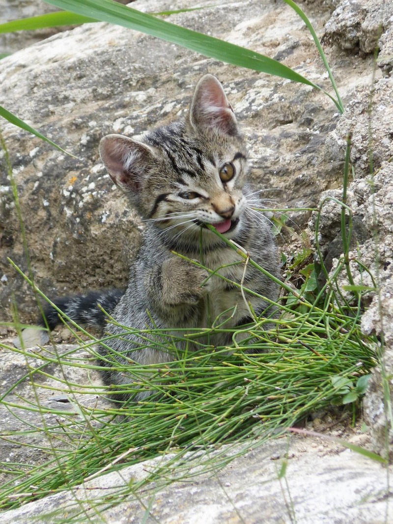 Кот жрёт траву