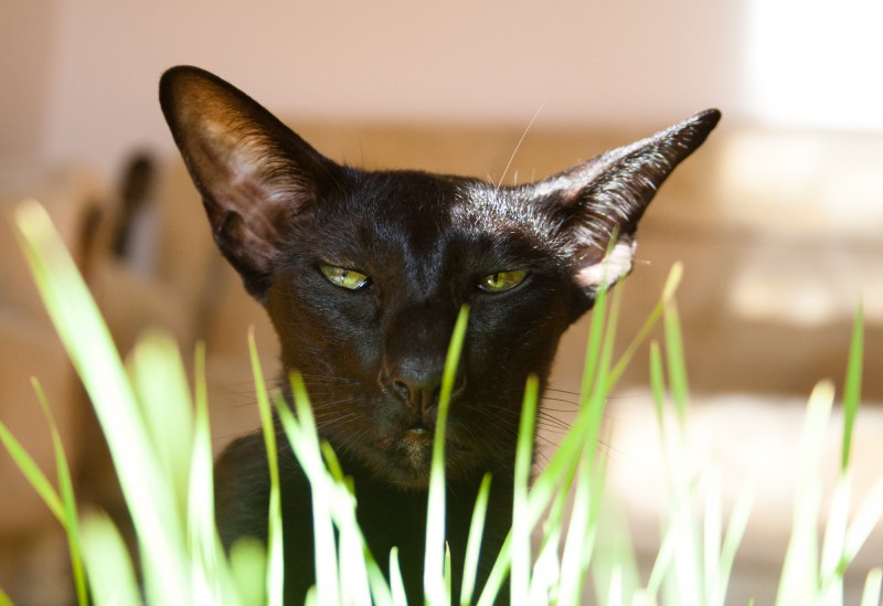 Овес для кота
