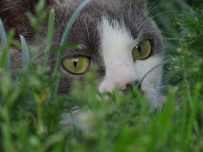 Овес для котов