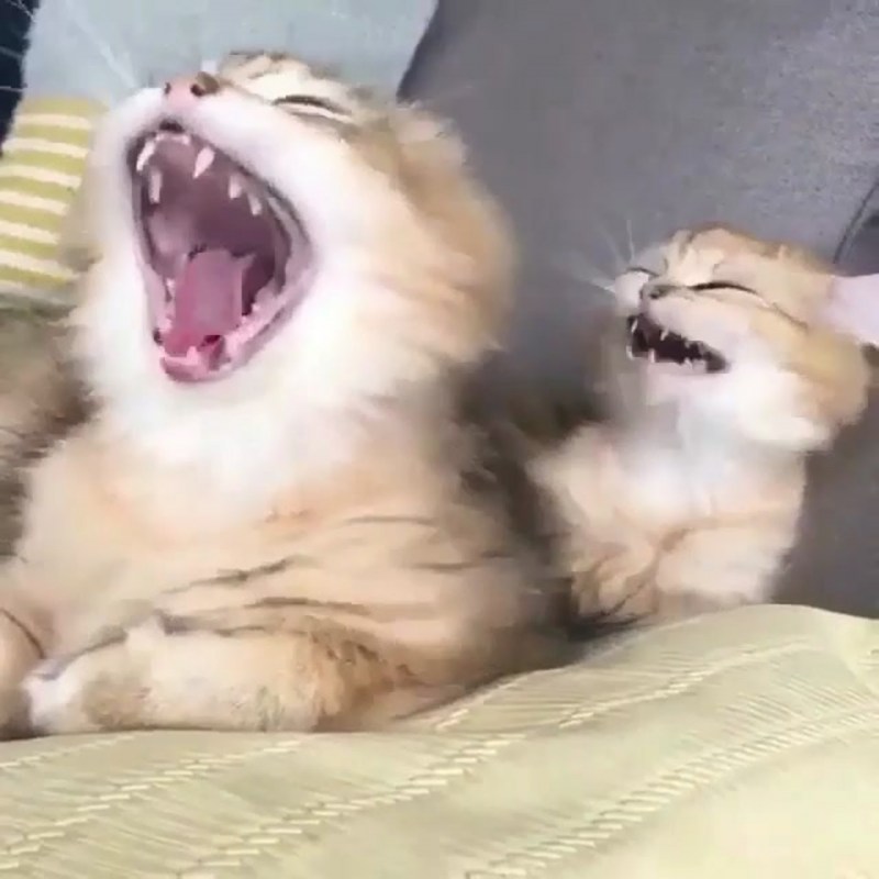 Орущий кот