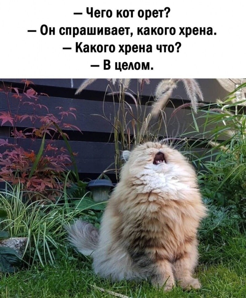 Орущий кот