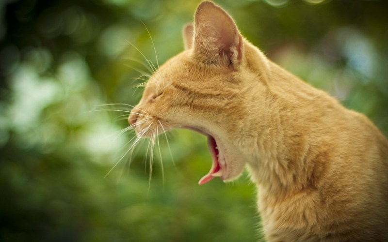 Кивающий кот
