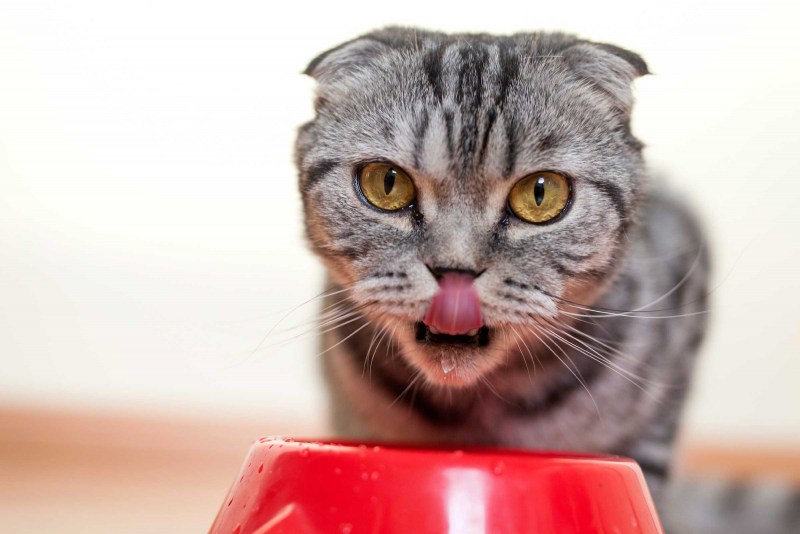 Котики и сладкое