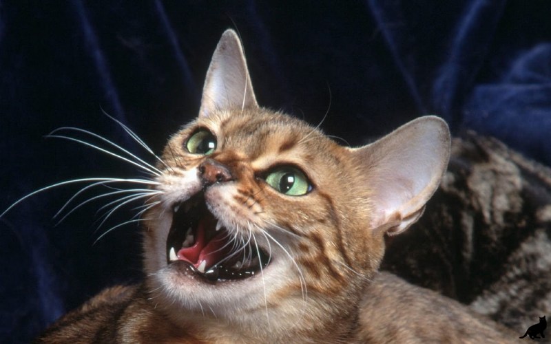 Кричащий кот