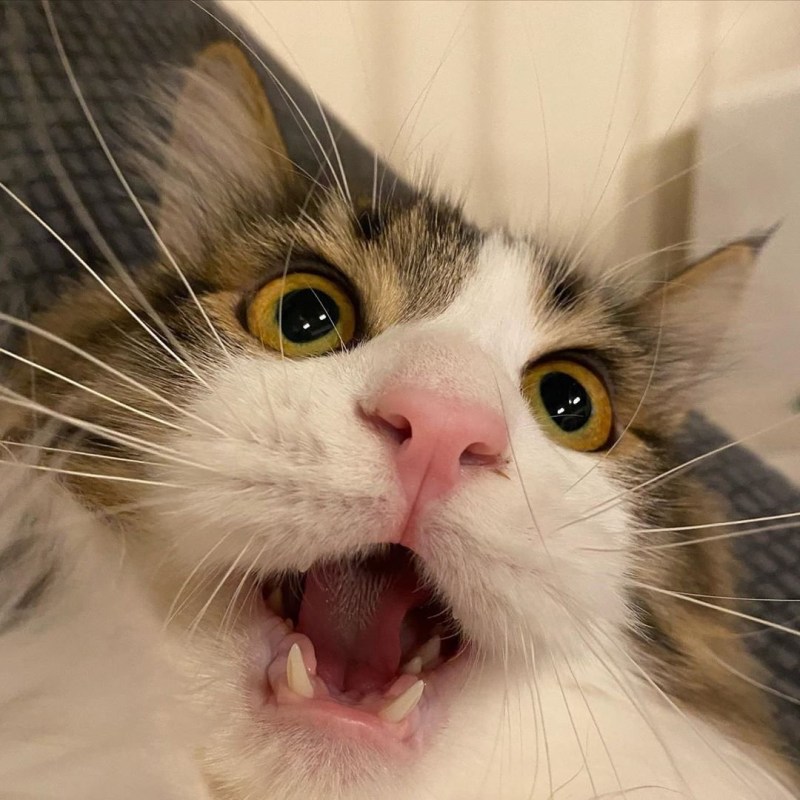 Кот недовольно мяукает